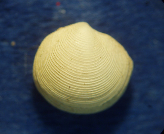 Lucinoma spelaeum